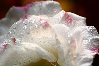 PS PLus九月新入库游戏公布：《星露谷物语》等